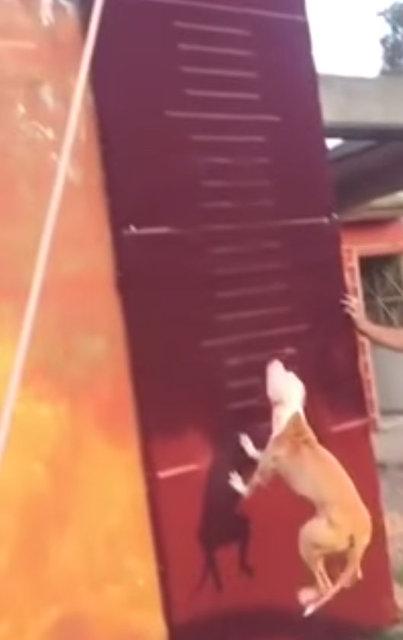 3.90 metre zıplayan köpek!