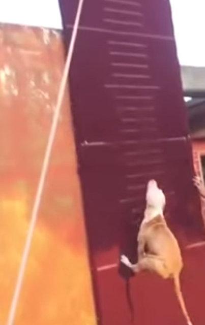 3.90 metre zıplayan köpek!