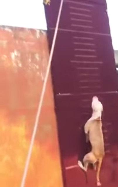 3.90 metre zıplayan köpek!