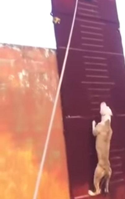 3.90 metre zıplayan köpek!