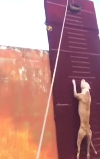 3.90 metre zıplayan köpek!