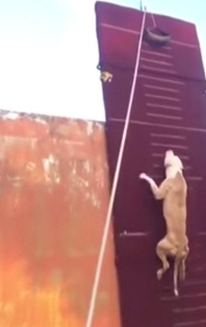 3.90 metre zıplayan köpek!