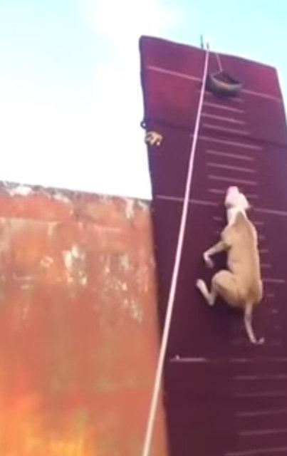 3.90 metre zıplayan köpek!