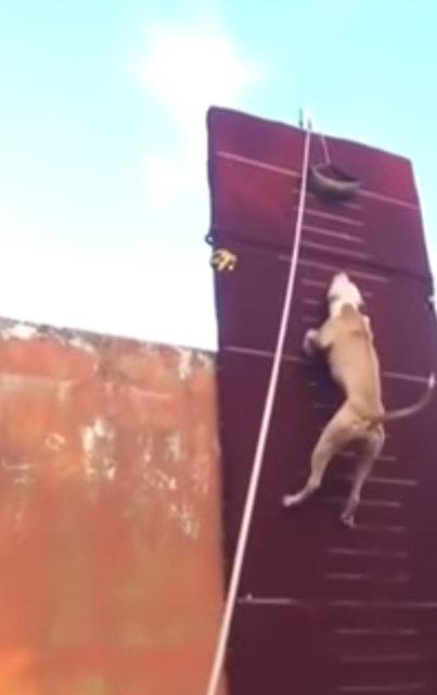 3.90 metre zıplayan köpek!