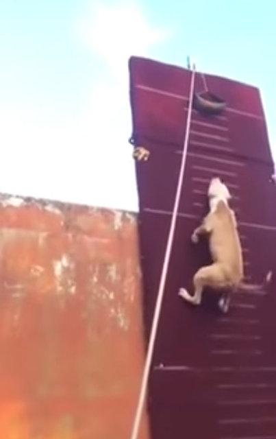 3.90 metre zıplayan köpek!