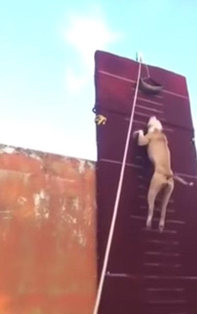 3.90 metre zıplayan köpek!