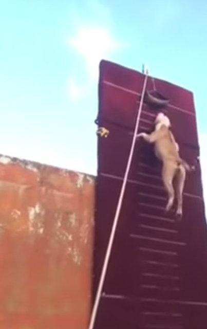 3.90 metre zıplayan köpek!