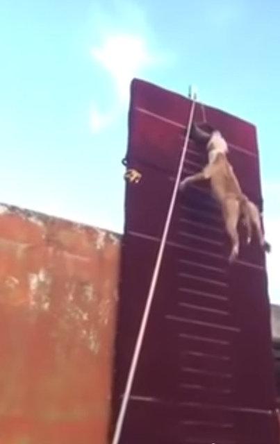 3.90 metre zıplayan köpek!