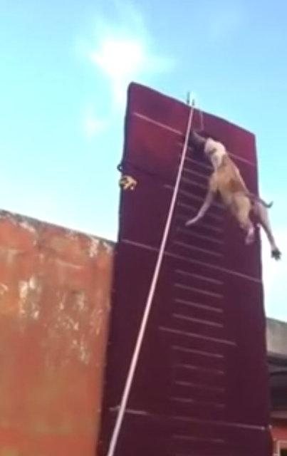 3.90 metre zıplayan köpek!