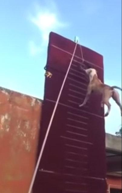 3.90 metre zıplayan köpek!