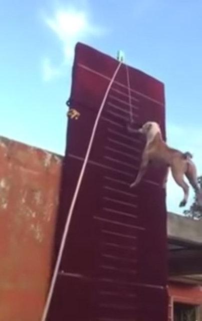 3.90 metre zıplayan köpek!