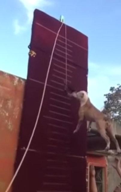 3.90 metre zıplayan köpek!