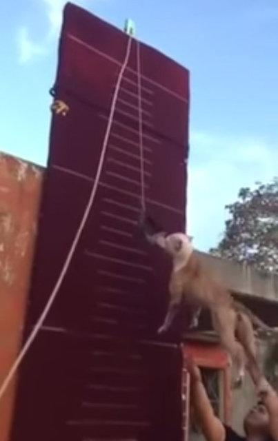 3.90 metre zıplayan köpek!