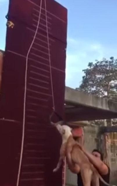 3.90 metre zıplayan köpek!