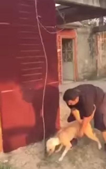 3.90 metre zıplayan köpek!