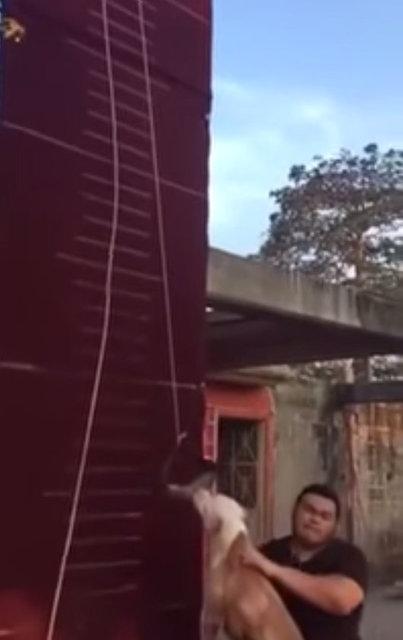 3.90 metre zıplayan köpek!