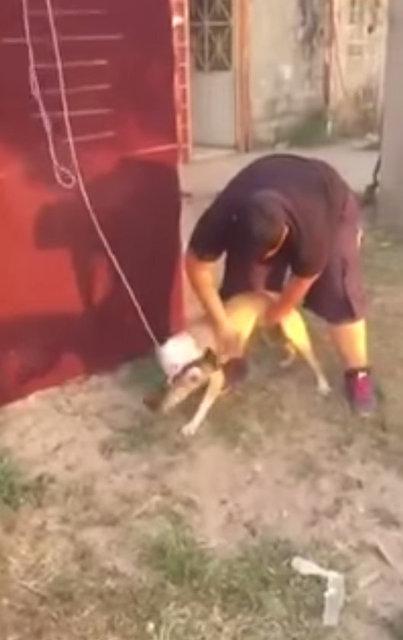 3.90 metre zıplayan köpek!