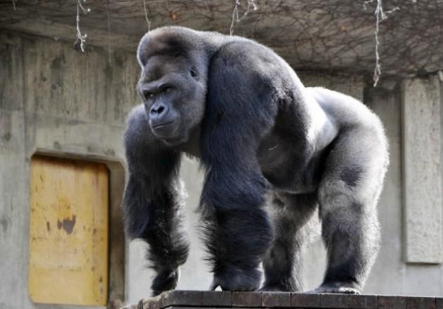 Yakışıklı gorile ziyaretçi akını