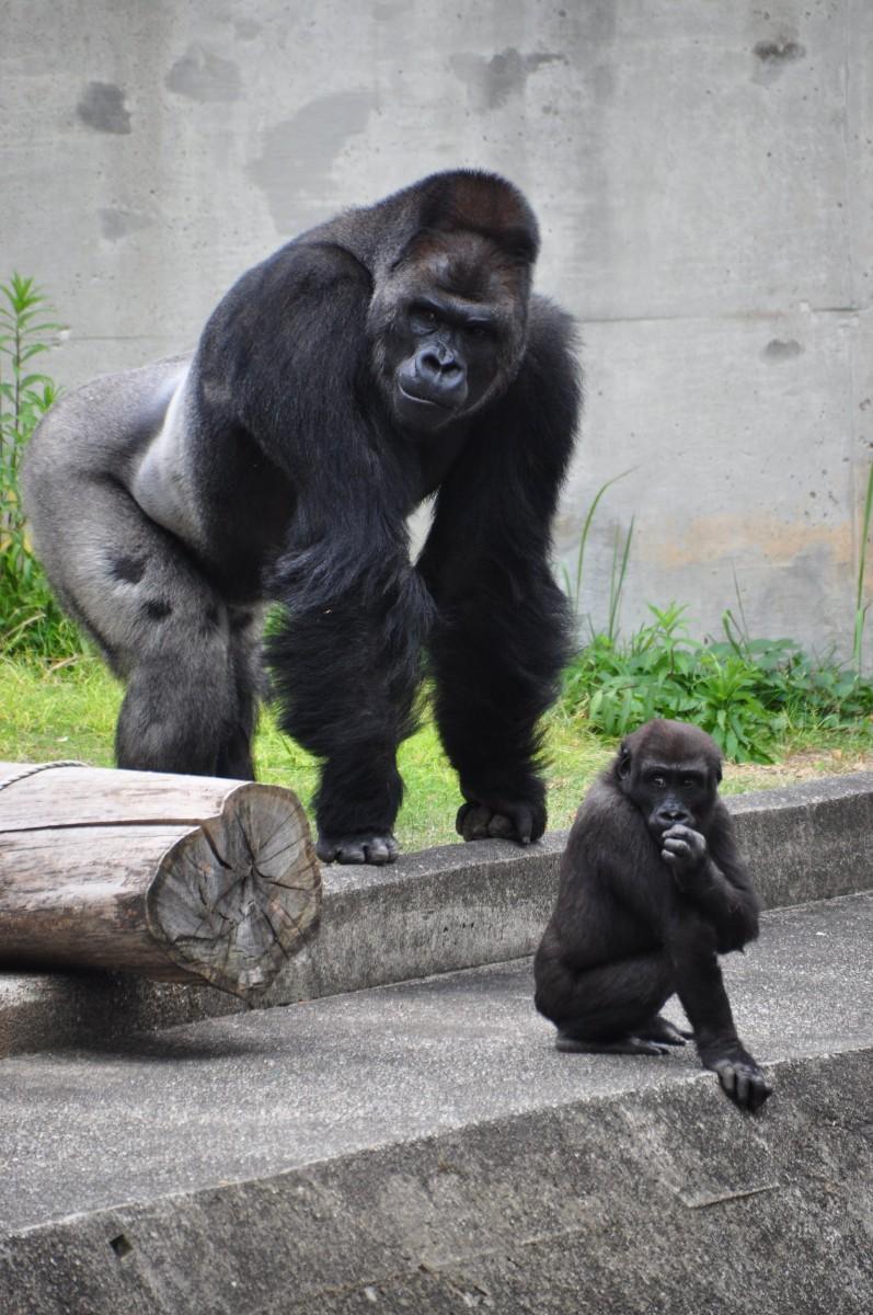 Yakışıklı gorile ziyaretçi akını