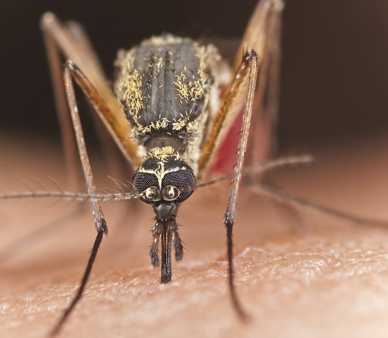 Sivrisinekler sizi neden seçiyor?