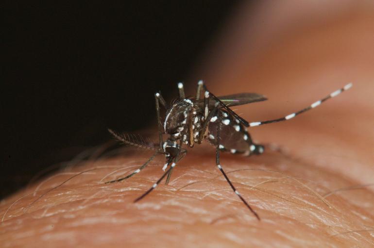 Sivrisinekler sizi neden seçiyor?