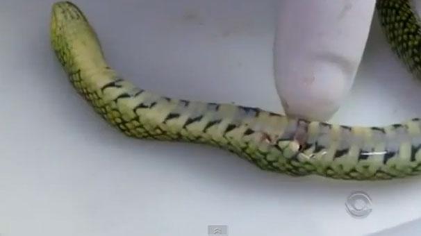 1.5 yaşındaki bebek zehirli yılanı öldürdü