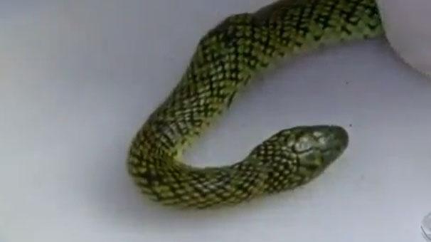 1.5 yaşındaki bebek zehirli yılanı öldürdü