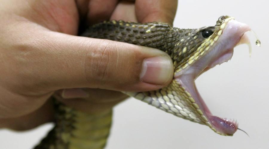 17 aylık bebek yılanı ısırarak öldürdü