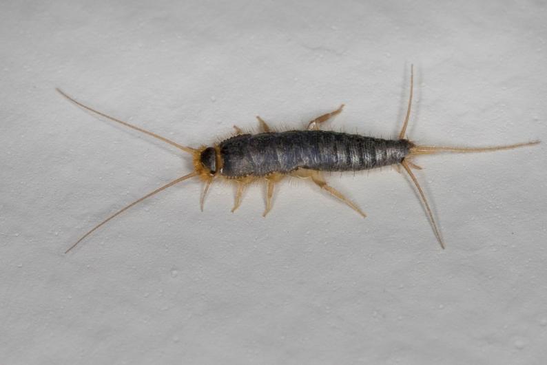 Türkçemizdeki ilginç kelimeler