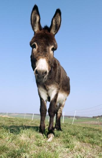 Türkçemizdeki ilginç kelimeler