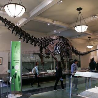 Dünyanın en büyük dinozor fosili replikası görücüye çıktı