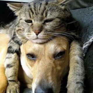 Köpekleri yastık gibi kullanan kediler