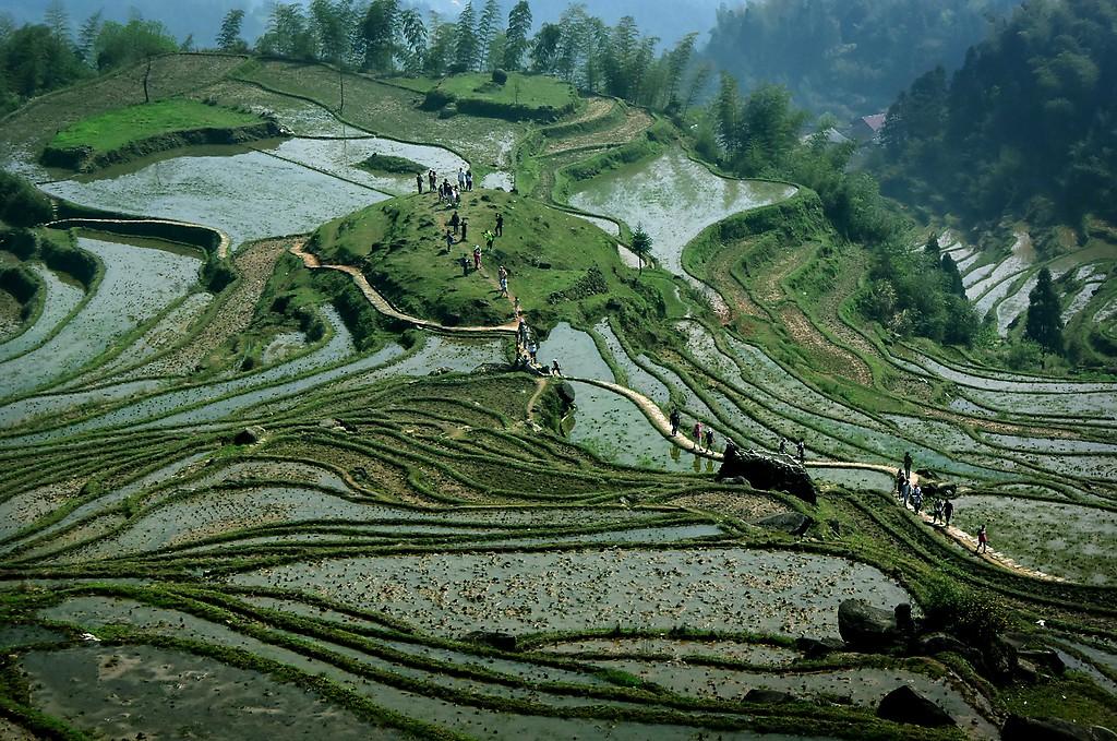 Çin'de teras tarla sanatı turizme dönüştü