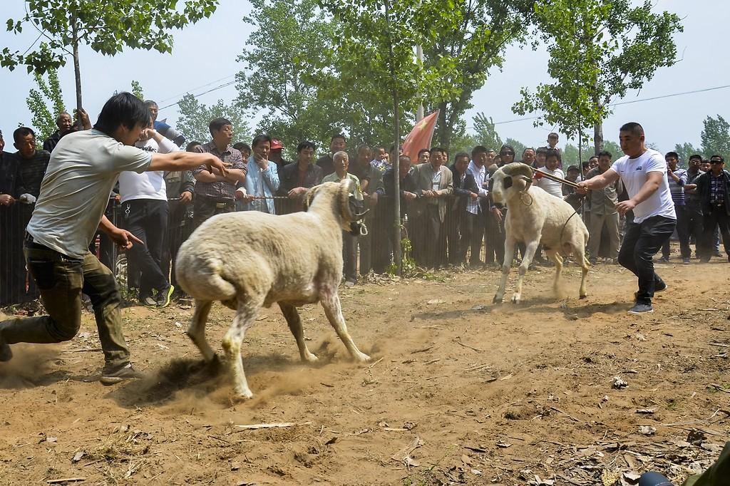Koyun dövüşleri tepkilere rağmen yapılıyor