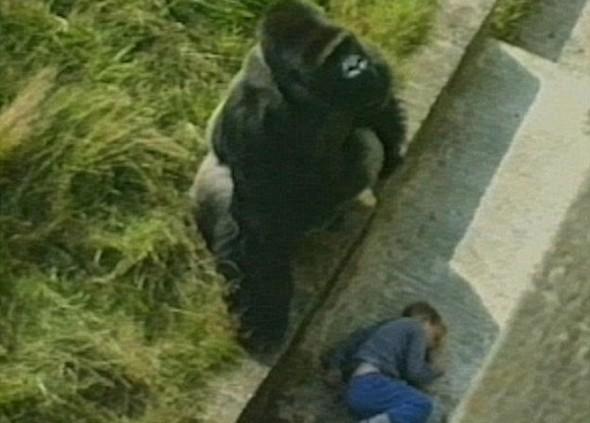4 yaşındaki çocuk gorilin kafesine düştü
