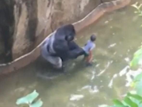 Gorili öldüren hayvanat bahçesi yönetimine tepki yağdı