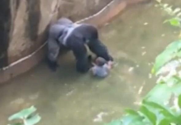 Gorili öldüren hayvanat bahçesi yönetimine tepki yağdı