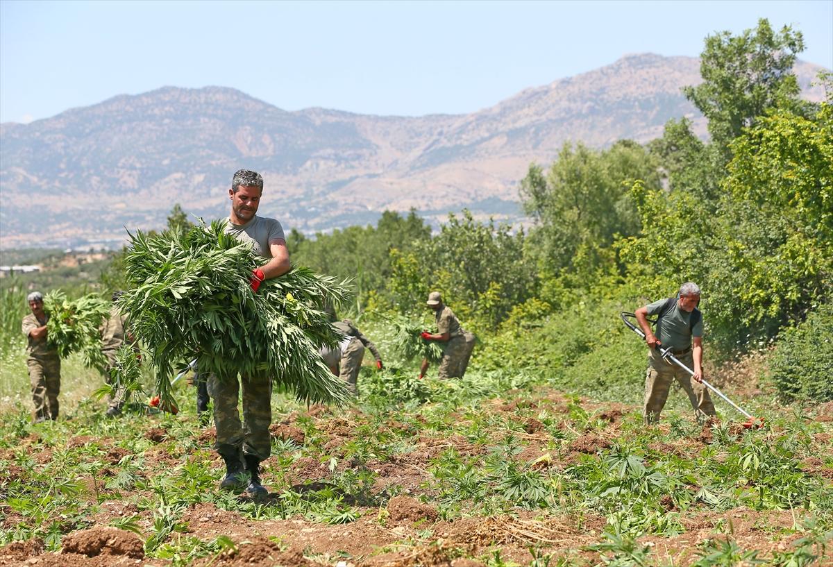 PKK'nın finans kaynağı "kenevir tarlaları"na operasyon