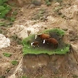 Yeni Zelanda'da deprem: Mahsur kalan inekler görüntülendi