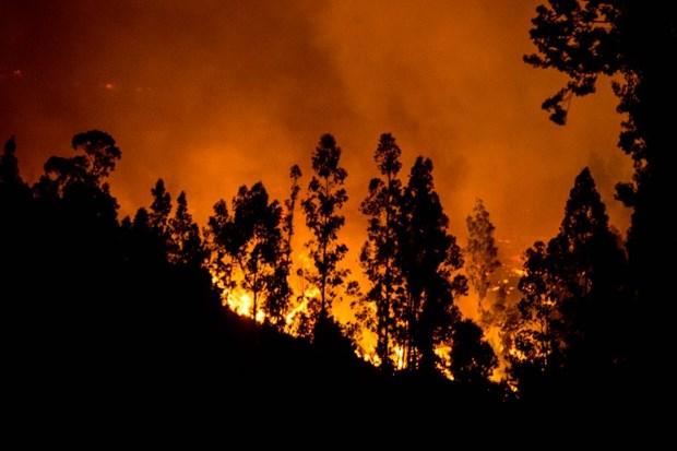 Şili'de orman yangını: Kent tamamen yandı!