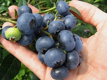 Ekeni paraya boğacak bitki