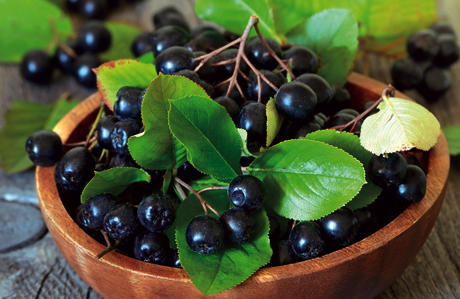 aronia.jpg