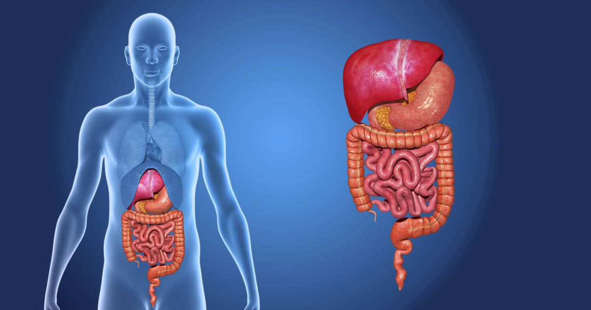 2015-07-09-digestive-system-surprising-facts-you-never-knew-about-fb