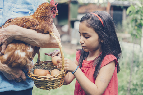 Yumurtanın sağlığa faydaları 4